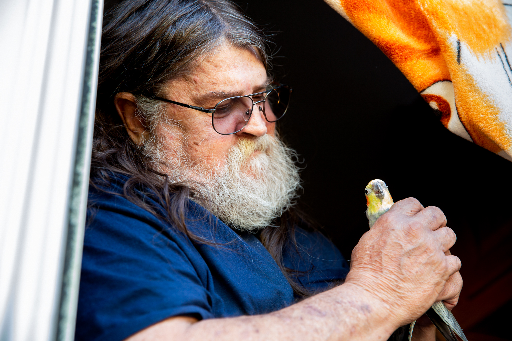 David Ramey - David Ramey, 65, lost his home of 30 years in Paradise, California, to the Camp Fire in 2018. He is living in a trailer in Chico, accompanied by his pet cockatiel, also named Chico because Ramey rescued him from a Chico parking lot 14 years ago. Ramey's son would like to return to Paradise, but Ramey says that he would be too stressed. (Allie Barton/News21)