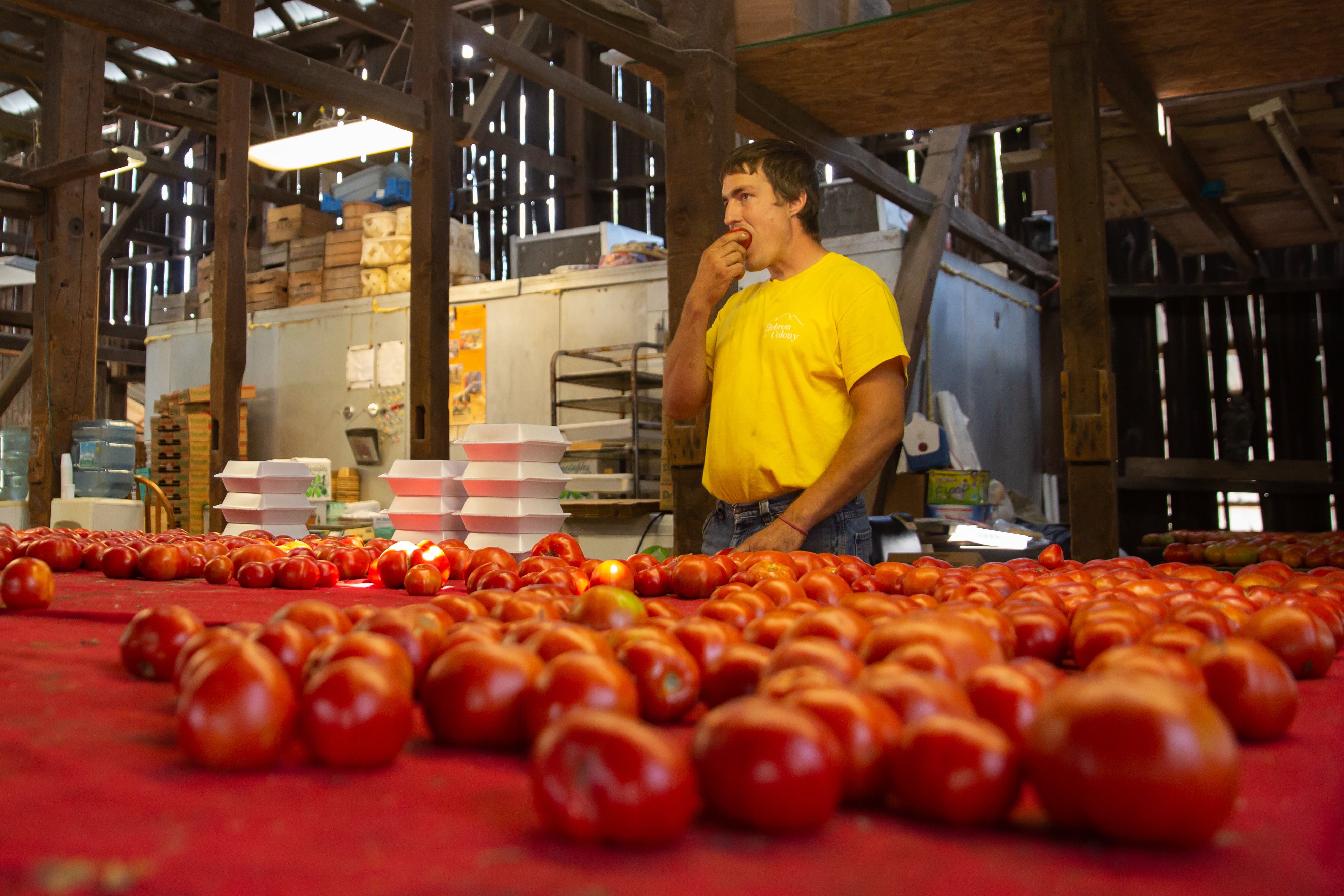 Tyler Rohrer, owner of the Tomato Barn in Washington Boro, Pennsylvania, lost some fields to flooding in 2018, but he said the impact continued into this year. “I’ve been told by grandparents and parents that they’ve never seen a year like it, so I take their word for it.” (Allie Barton/News21)
