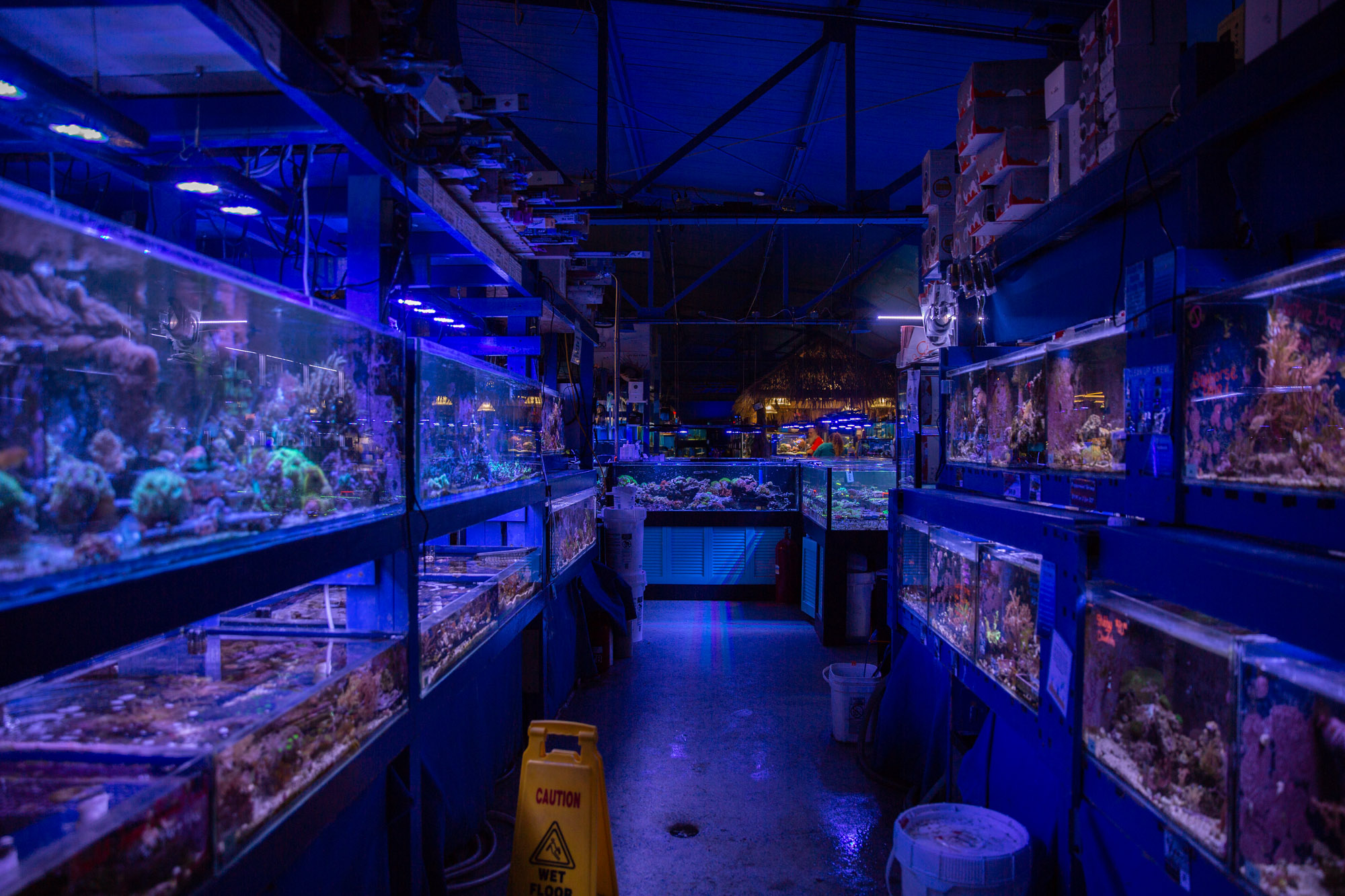 How one pet shop became a fish sanctuary after an ice storm News21