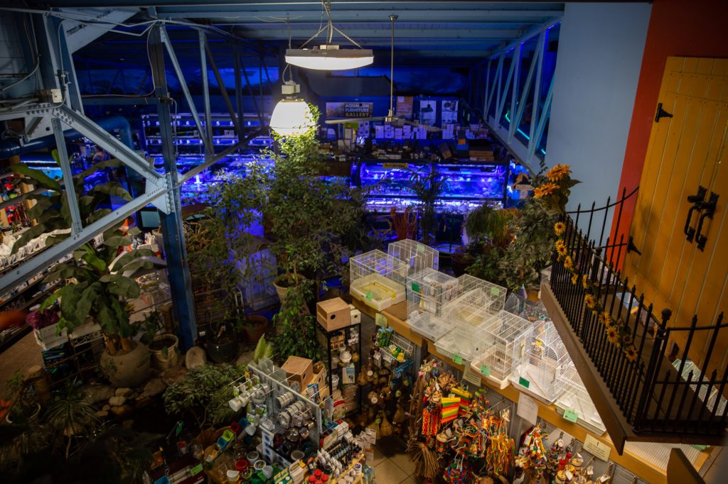 How one pet shop became a fish sanctuary after an ice storm | News21